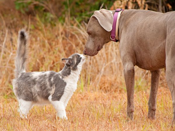 Foto Cães e gatos podem viver em harmonia